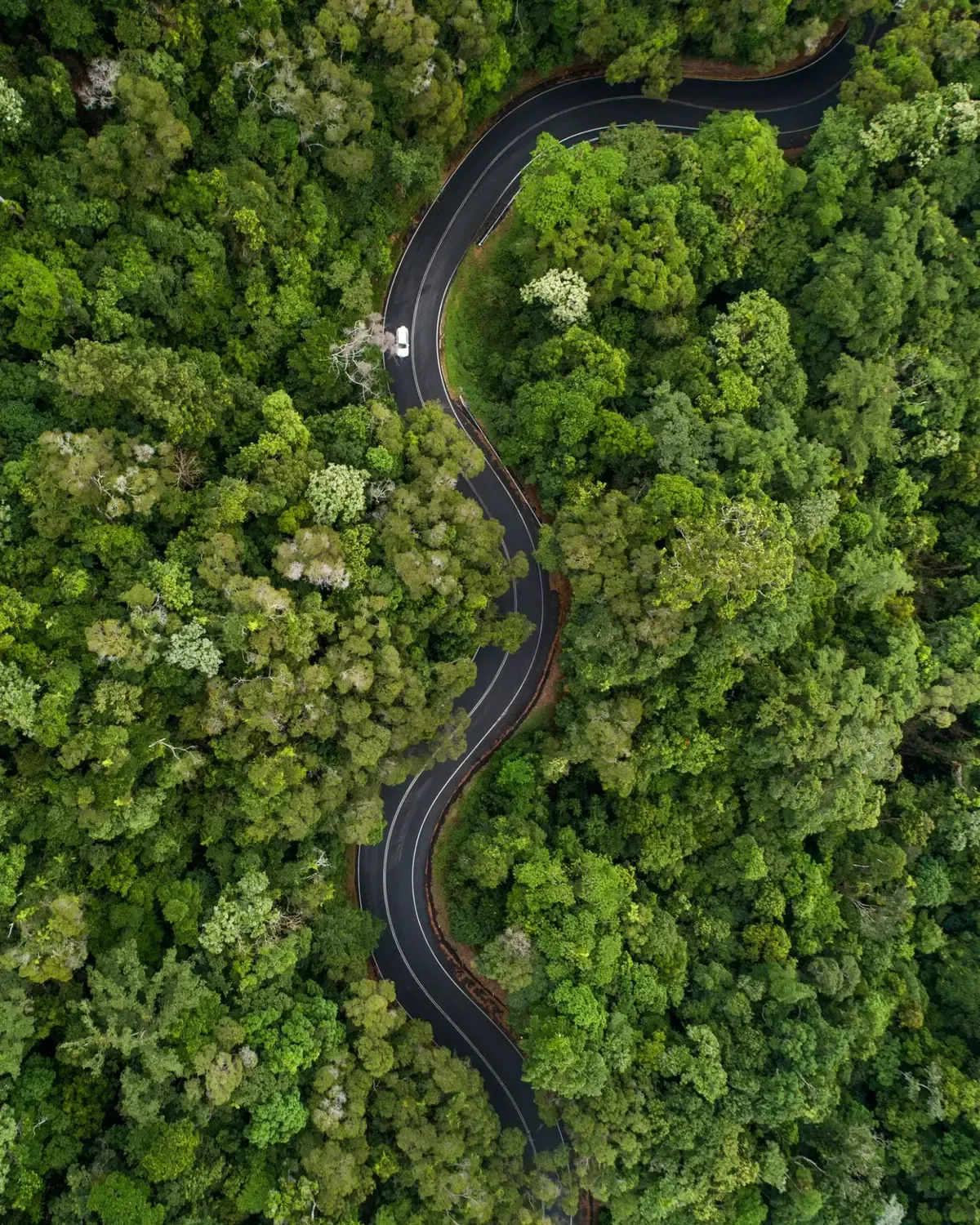 Eine Straße, die sich durch den einheimischen Busch windet