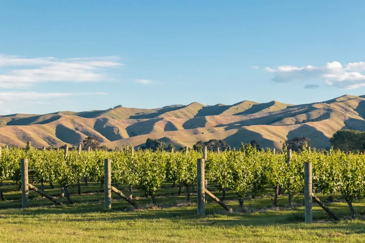 Winery 