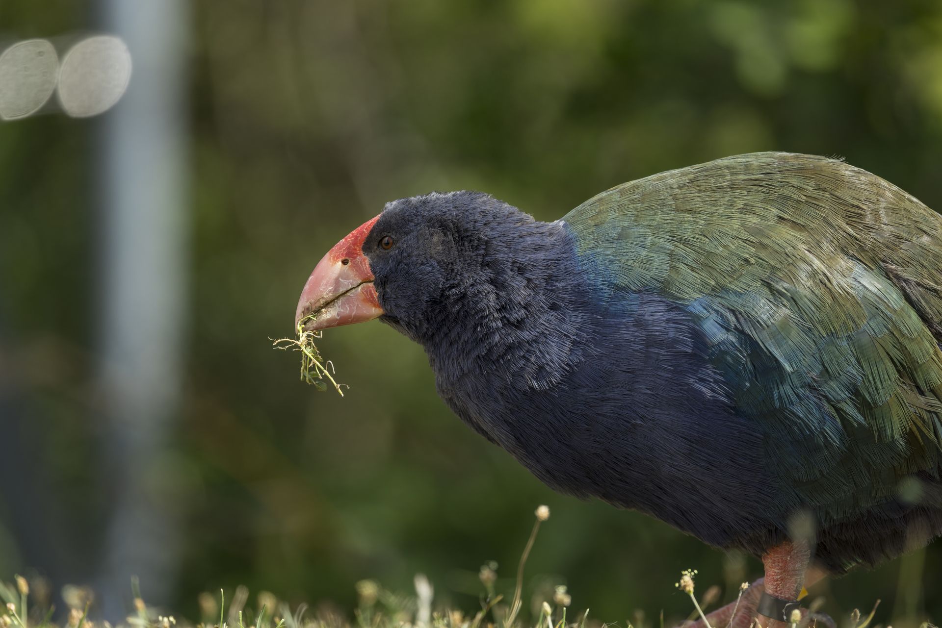 Ein Takahē