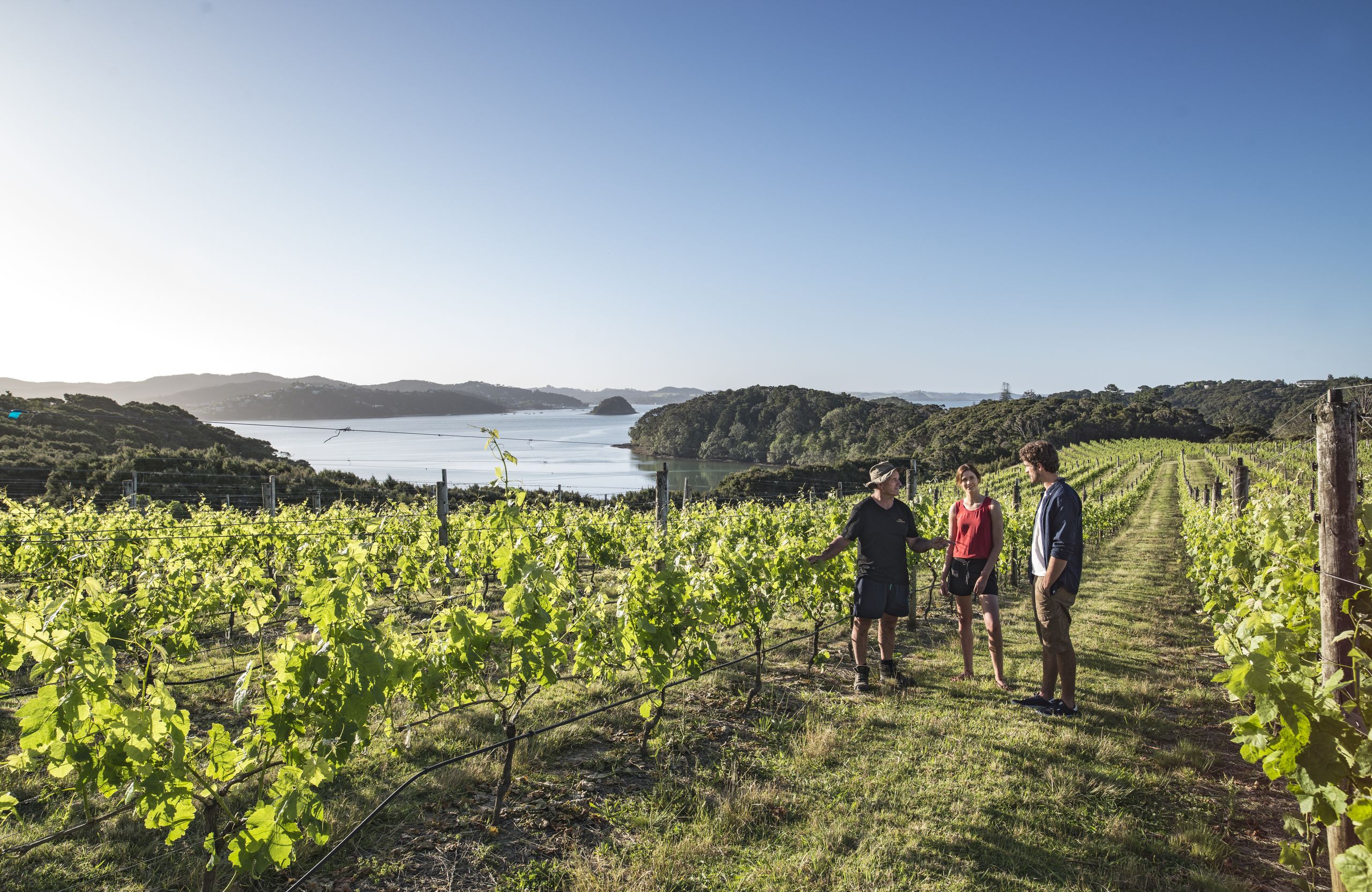 Auckland North Winery